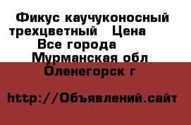 Фикус каучуконосный трехцветный › Цена ­ 500 - Все города  »    . Мурманская обл.,Оленегорск г.